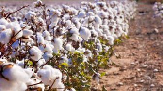 Cotton Use In The Textile And Clothing Industries
